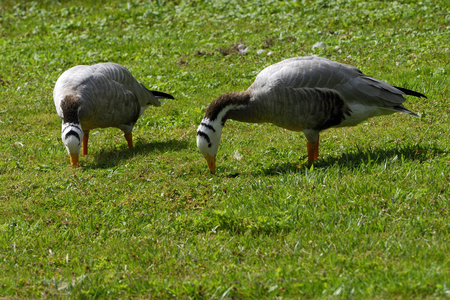 Anser indicus/Barree Head Goose/Bar Headed Goose