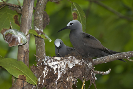 Anous tenuirostris/Noddi mariane/Black Mariane/Seychelles Islands