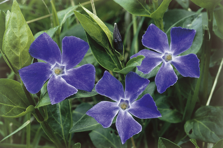 Vinca major/Big Periwinckle