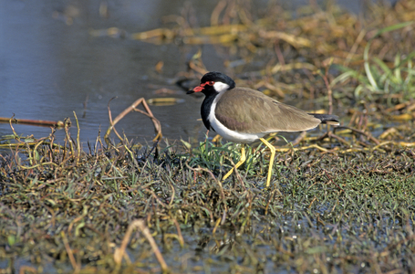 Vanellus indicus/Indian Lapwing/Red Wattled Lapwing