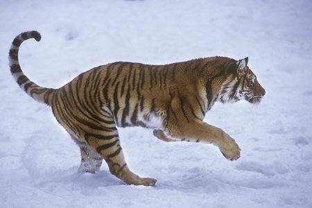 Panthera tigris altaica/Siberian tiger/Siberian tiger