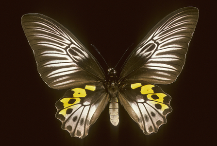 Troides hypolitus