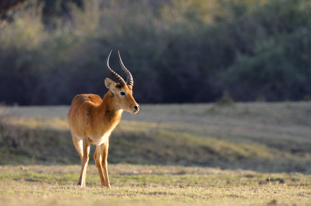 Kobus leche kafuensis/Cobe de Lechwe du Kafue/Lechwe Waterbuck