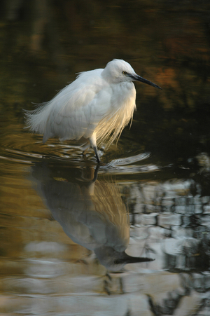 Egretta garzetta/Little Egret