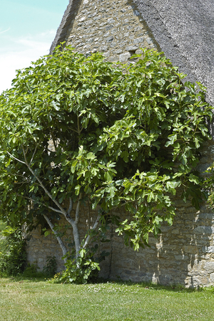 Ficus carica/Fig Tree