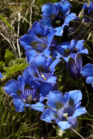 Gentiana acaulis/Gentian acaule/Koch Gentian/Stemless Gentian