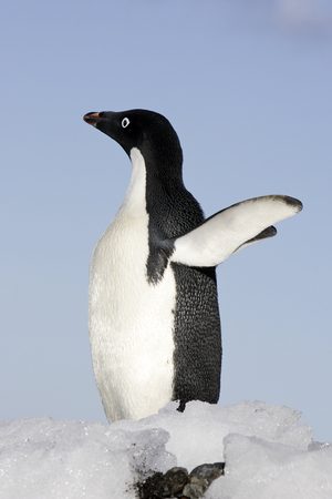 Pygoscelis adeliae/Penguin d'Adelie/Adelie Penguin