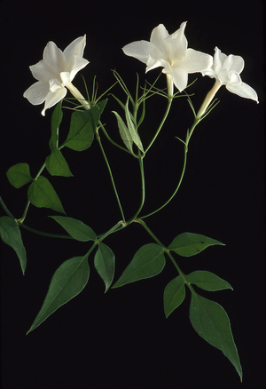 Jasminum officinale/Jasmine officinal/Common White Jasmine