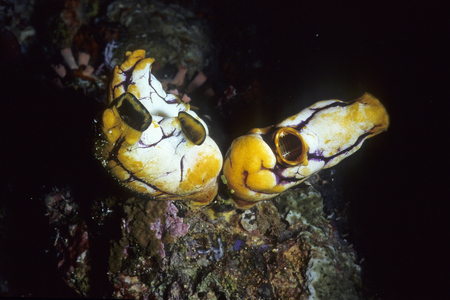Polycarpa aurata/Ascidie/Tunicate