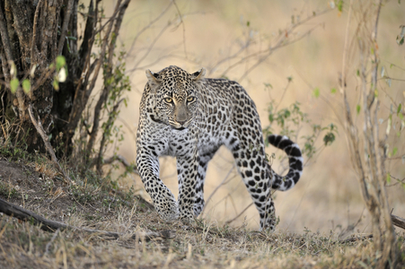 Panthera pardus/Leopard/Panthere/Panther