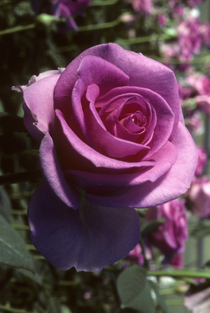 Rosa x/Pink 'Laser'