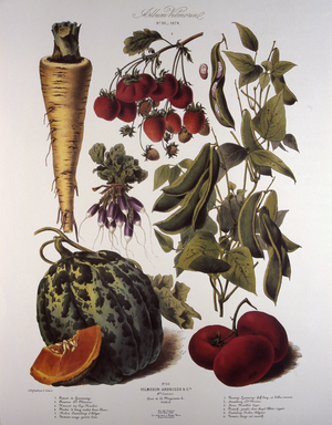Botanical board/Vilmorin
