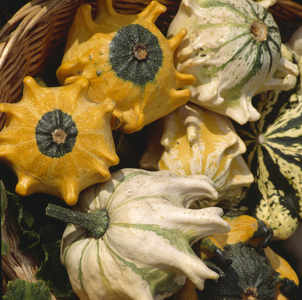 Cucurbita pepo/'Crown of Thorns'/Squash' Claw du Diable '/ Finger Gourd