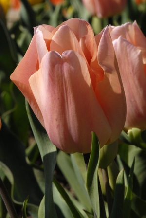Tulipa x/Triumph Tulip 'Cream Cruquius'