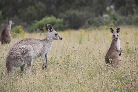 Macropus giganteus/Eastern grey kangaroo/Giant kangaroo/Grand kangaroo