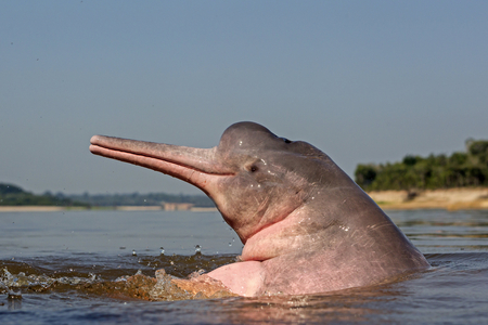 Inia geoffrensis/Amazon Dolphin/Boto/Pink Dolphin of the Amazon/Geoffroy's Inie/Brazil/Amazonas State along the Rio Negro/Amazon River Dolphin/Pink River Dolphin