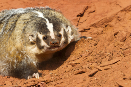 Taxidea taxus/American Badger/American Badger