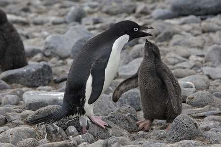 Pygoscelis adeliae/Penguin d'Adelie/Adelie Penguin