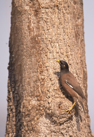 Acridotheres tristis/sad Martin/Common Myna