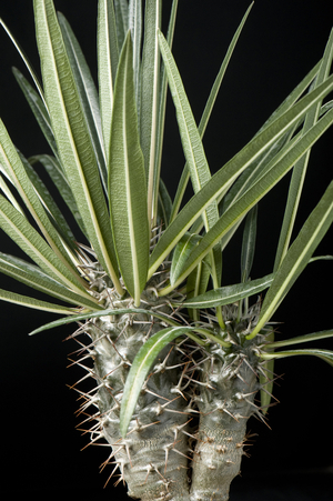 Pachypodium mikea