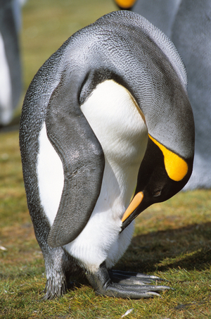 Aptenodytes patagonicus/Royal Penguin