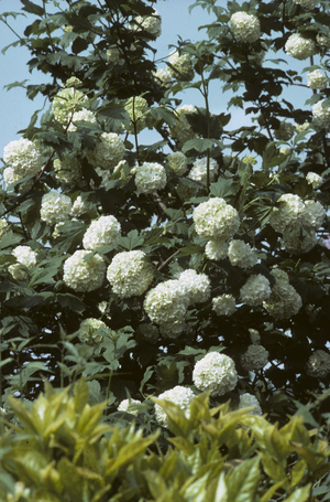 Viburnum opulus/Viorne Viorne Snowball/Dog Berry