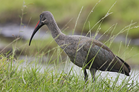 Bostrychia hagedash/ibis hadada/Hadada Ibis