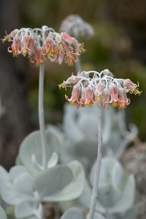Kalanchoe farinosa/Kalanchoe