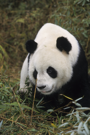 Ailuropoda Melanoleuca/Large Panda/Giant Panda