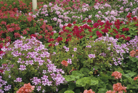 Pelargonium x/Pelargonium zonale/Pelargonium ivy/Pelargonium with large flowers/Office and Yarn horticulturists