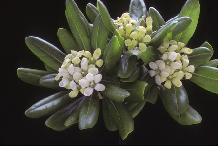 Pictusporum tobira/Pictuspore of China