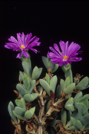 Braunsia apiculata