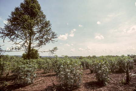 Manihot ussima/Cassava