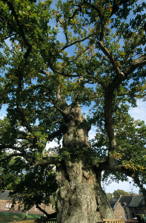 Chene a Guillotin/Chene peduncle/Quercus robur/300 years/High: 35 m/Circ: 9 m/Refuge pour Guillotin monk refractaire/Legende de Merlin l'Enchanteur/Foret de Broceliande/Paimpont/Ille et Vilaine/France