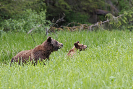 Ursus arctos horribilis/American Brown Bear/Grizzly Bear/Grizzly Bear