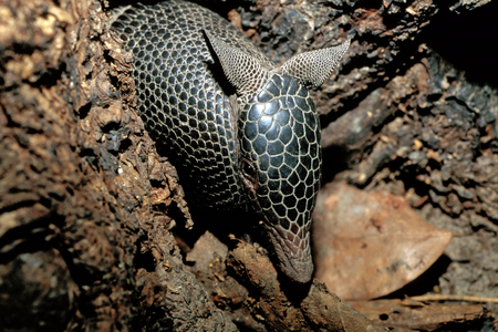 Dasypus sabanicola/Savanna Tattoo/Llanos Long-nosed Armadillo