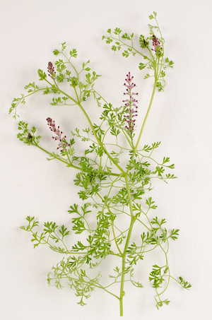 Botanical board/Fumaria officinalis/Fumeterre officinale/Fumitory