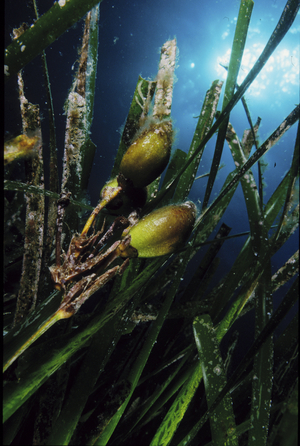Posidonia oceanica/Posidonia/Mediterranean Tapeweed