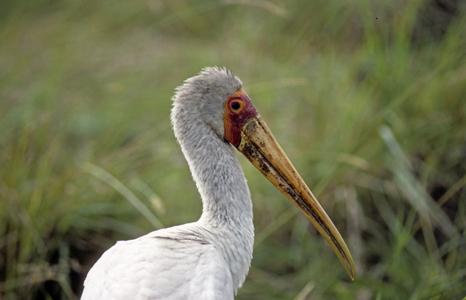 Mycteria ibis/Tantalum ibis/African Tantalum/Yellow Billed Stork