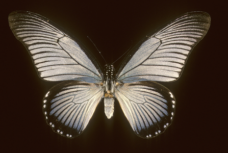 Papilio zalmoxis/Sailboat blue
