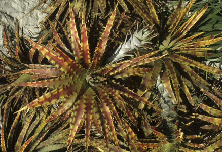 Hechtia glomerata/Hechtia ghiesbreghtii