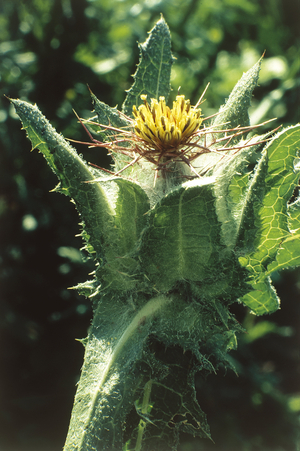 Cnicus benedictus/Thistle beni/Blessed Thistle