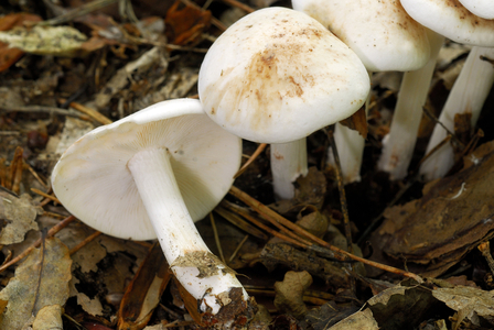 Hygrophorus discoxhantus/Hygrophorus with yellowing centre