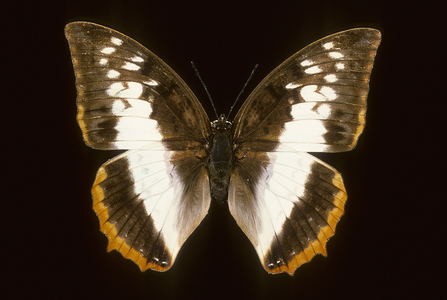 Protoclea charaxes