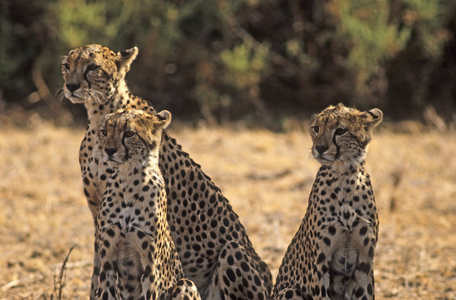 Acinonyx jubatus/Guepard/Cheetah