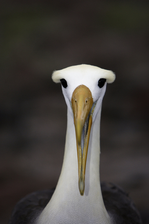 Diomedea irrorata/Albatros des Galapagos