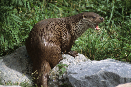 European Otter/Lutra lutra