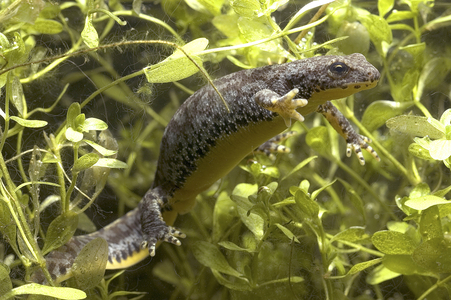 Triturus alpestris/Alpine Triton/Alpine Newt/Female