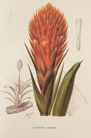 Caraguata conifera