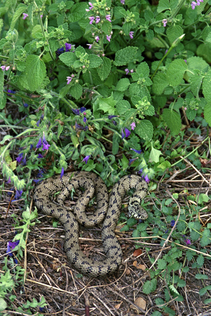 Natrix natrix/Necklace Snake/Ringed Snake